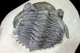 Metacanthina Trilobite - Lghaft, Morocco #74877-3